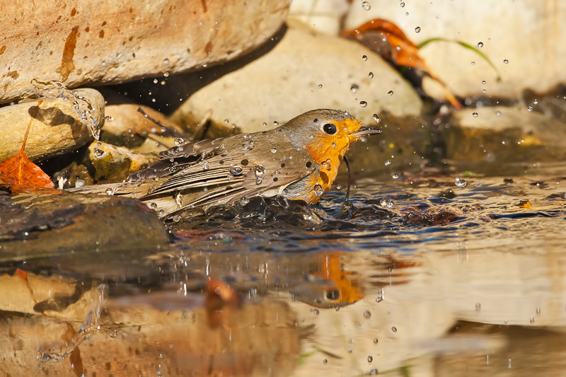 Pettirosso -Erithacus rubecula